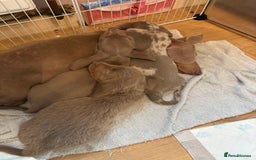 Miniature Dachshund dogs for sale: 1 long hair female miniature dachshund left  - Image 3