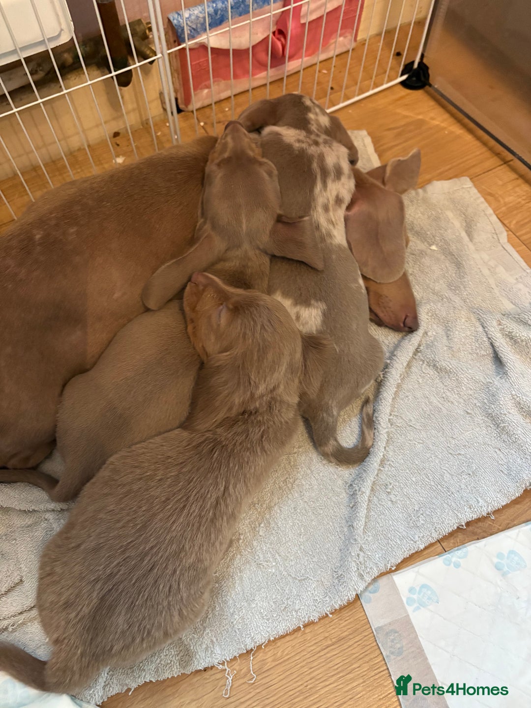 Miniature Dachshund dogs for sale: 1 long hair female miniature dachshund left  - Image 3
