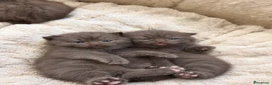 British Shorthair 1