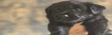 Sheprador 5