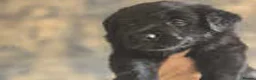 Sheprador dogs for sale: German shepherd x Labrador puppies READY NOW  in Ottery Saint Mary - Advert 3