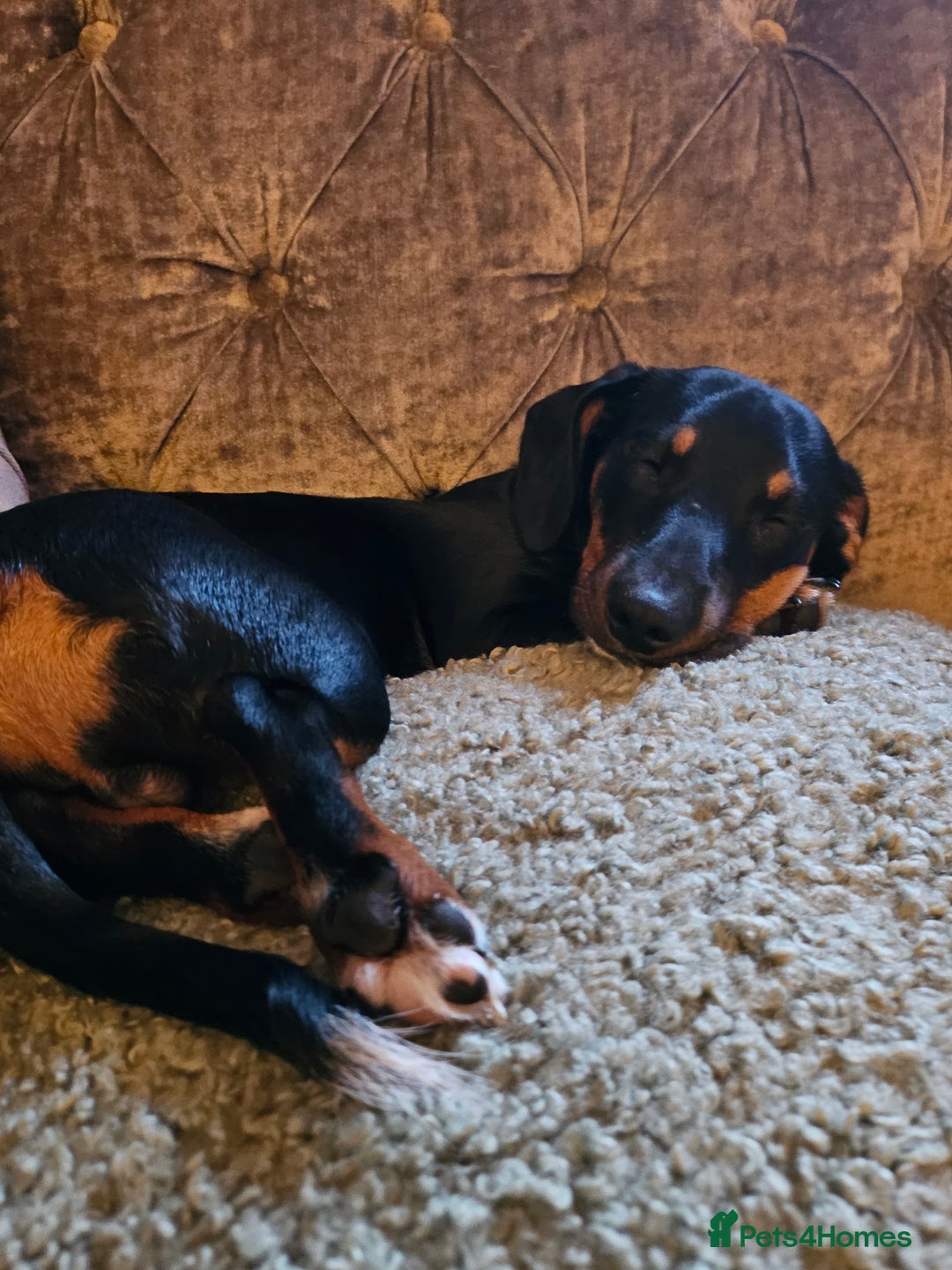 Mixed Breed dogs for sale: Lovely Jimmy needs a new home ASAP. - Image 7
