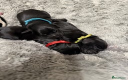 Cocker Spaniel dogs for sale: 🐾 🌼 Helianthmum Working Cocker Spaniels🌼 🐾 - Image 2