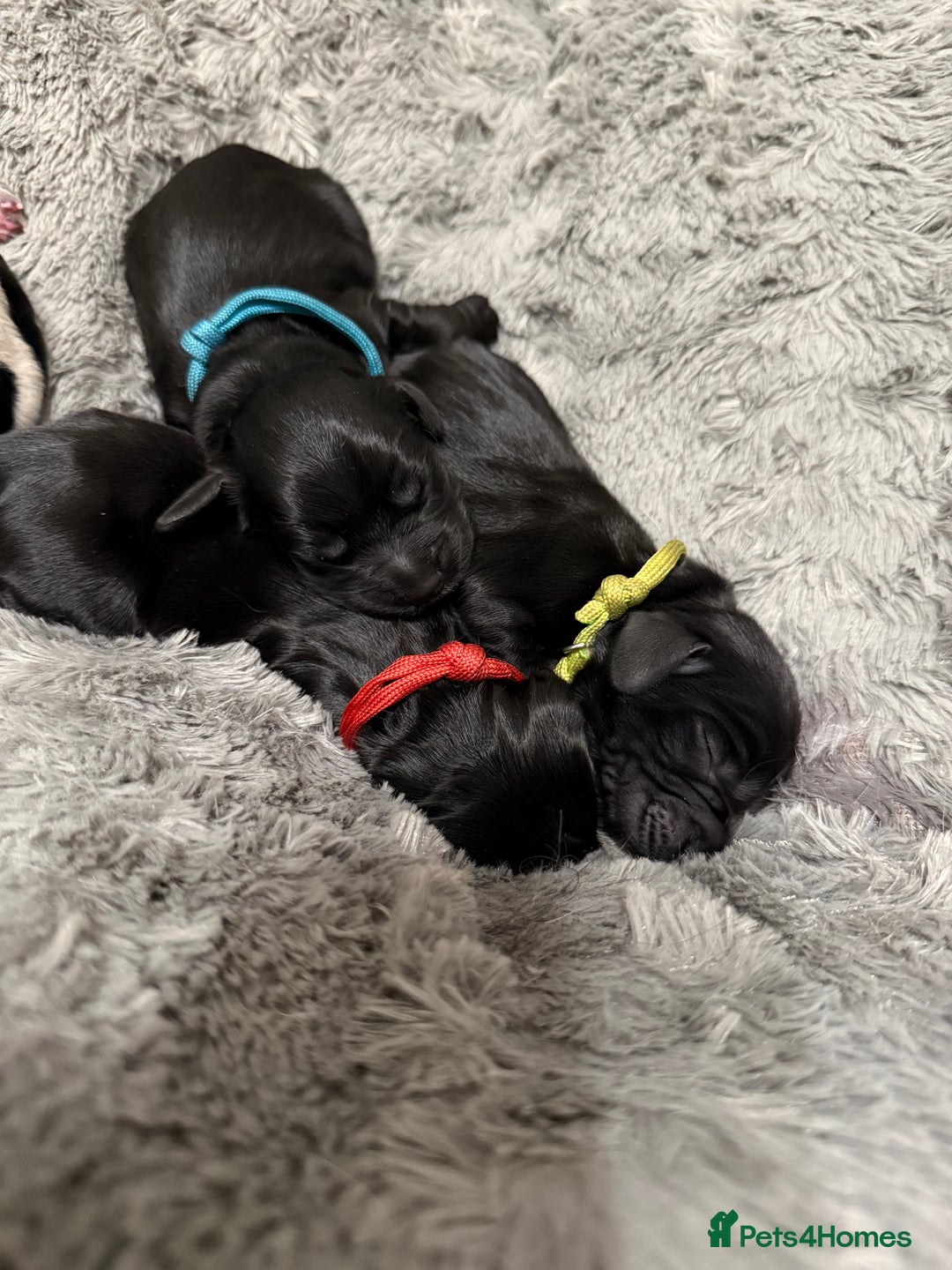 Cocker Spaniel dogs for sale: 🐾 🌼 Helianthmum Working Cocker Spaniels🌼 🐾 - Image 2