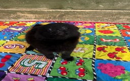 Pomeranian dogs for sale: Beautiful Pomeranian puppy’s 2 girls 1 boy.  - Image 3