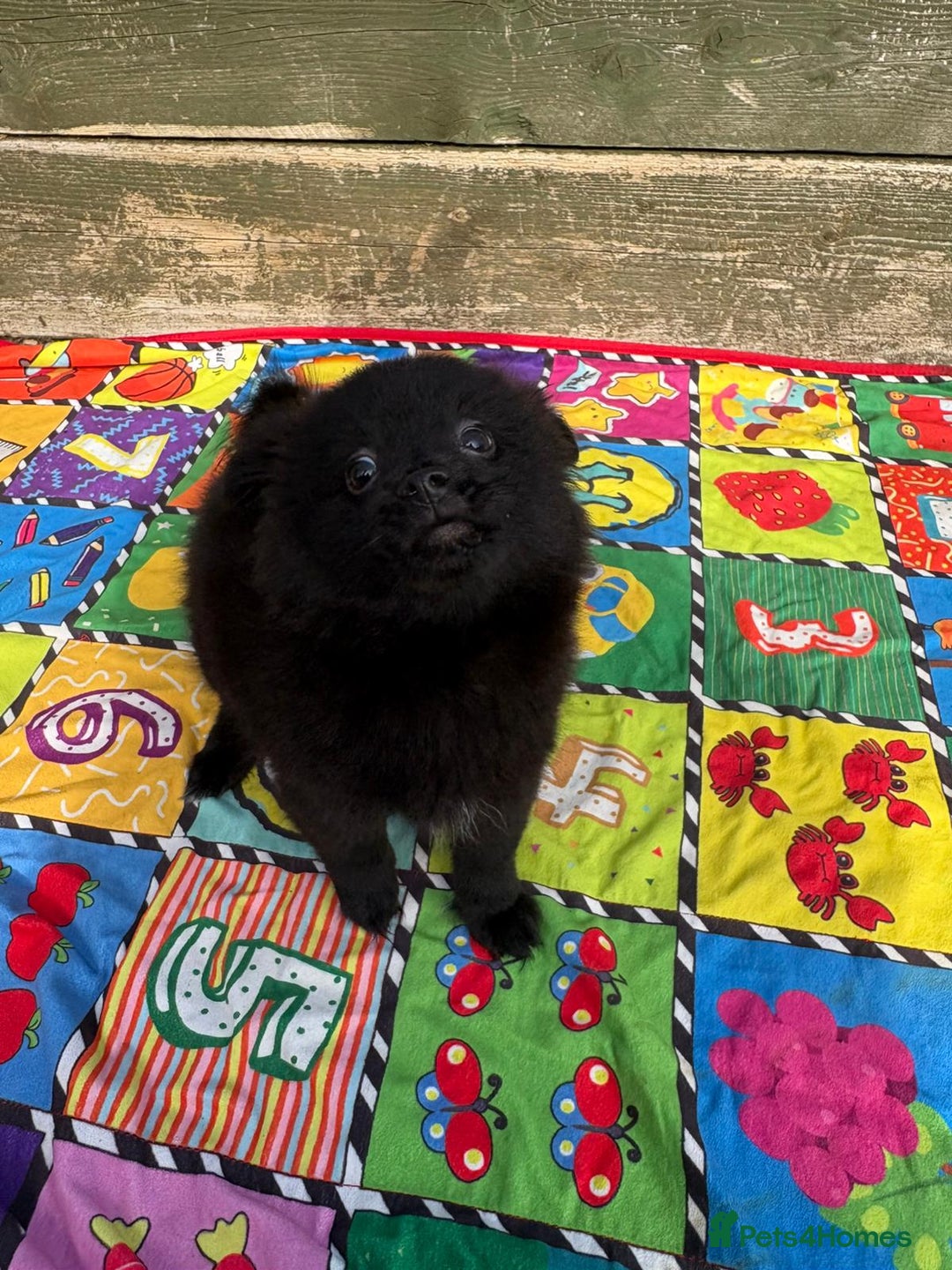 Pomeranian dogs for sale: Beautiful Pomeranian puppy’s 2 girls 1 boy.  - Image 3