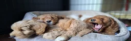 Australian Labradoodle dogs for sale: Rufus puppies  - Advert 4
