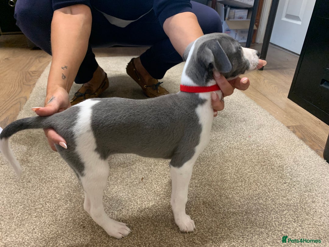 Whippet dogs for sale: Beautiful K.C Registered Whippet pups for sale  - Image 4