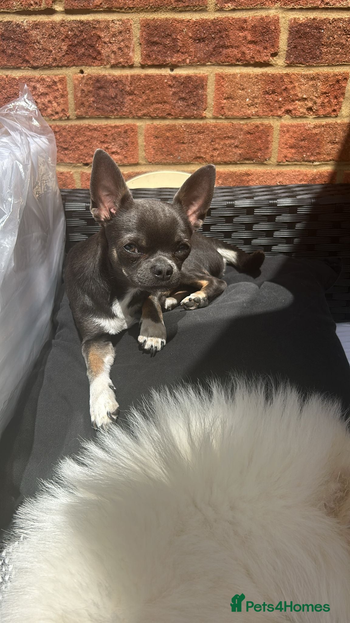 Chihuahua dogs Stud only. Full pedigree lilac chihuahua £300 - Advert 2