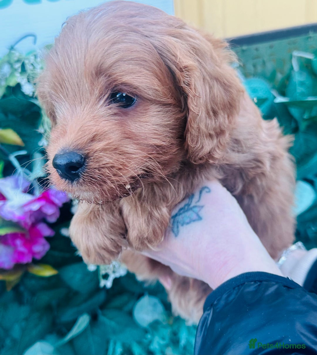 Mixed Breed dogs for sale: What beautiful puppies these are ❤️ - Advert 5