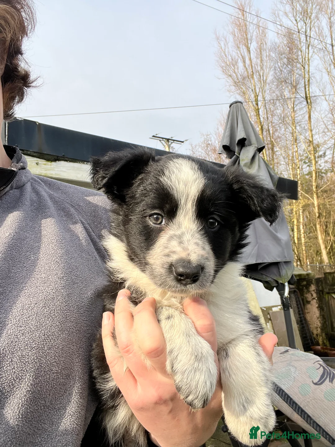 Border Collie dogs for sale: Border collie puppies - Advert 6
