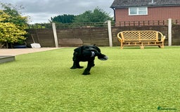 Labrador Retriever dogs for sale: Stunning litter of Black Labrador puppies  in Lydbury North - Image 6