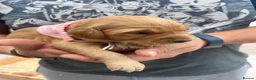 Golden Retriever dogs for sale: Loving, family raised golden retriever puppies  - Advert 10
