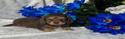 Miniature Dachshund dogs for sale: STUNNING KC LONG HAIRED MINIATURE DACHSHUND PUPS💕 - Advert 24