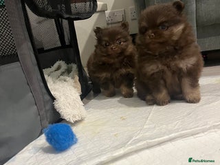 Pomeranian dogs Beautiful short snout kc pomeranian puppies - Advert 13