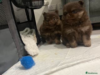 Pomeranian dogs Beautiful short snout kc pomeranian puppies - Advert 3