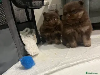 Pomeranian dogs Beautiful short snout kc pomeranian puppies - Advert 1