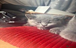 British Shorthair cats for sale: BSH BLUE/Grey kittens 2 gorgeous boys available - Image 18