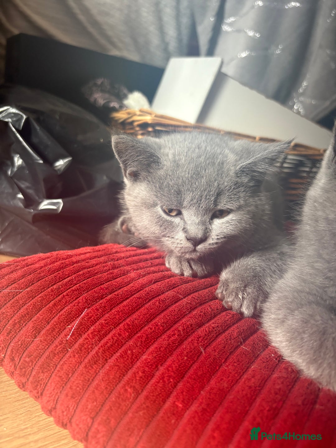 British Shorthair cats for sale: BSH BLUE/Grey kittens 2 gorgeous boys available - Image 18