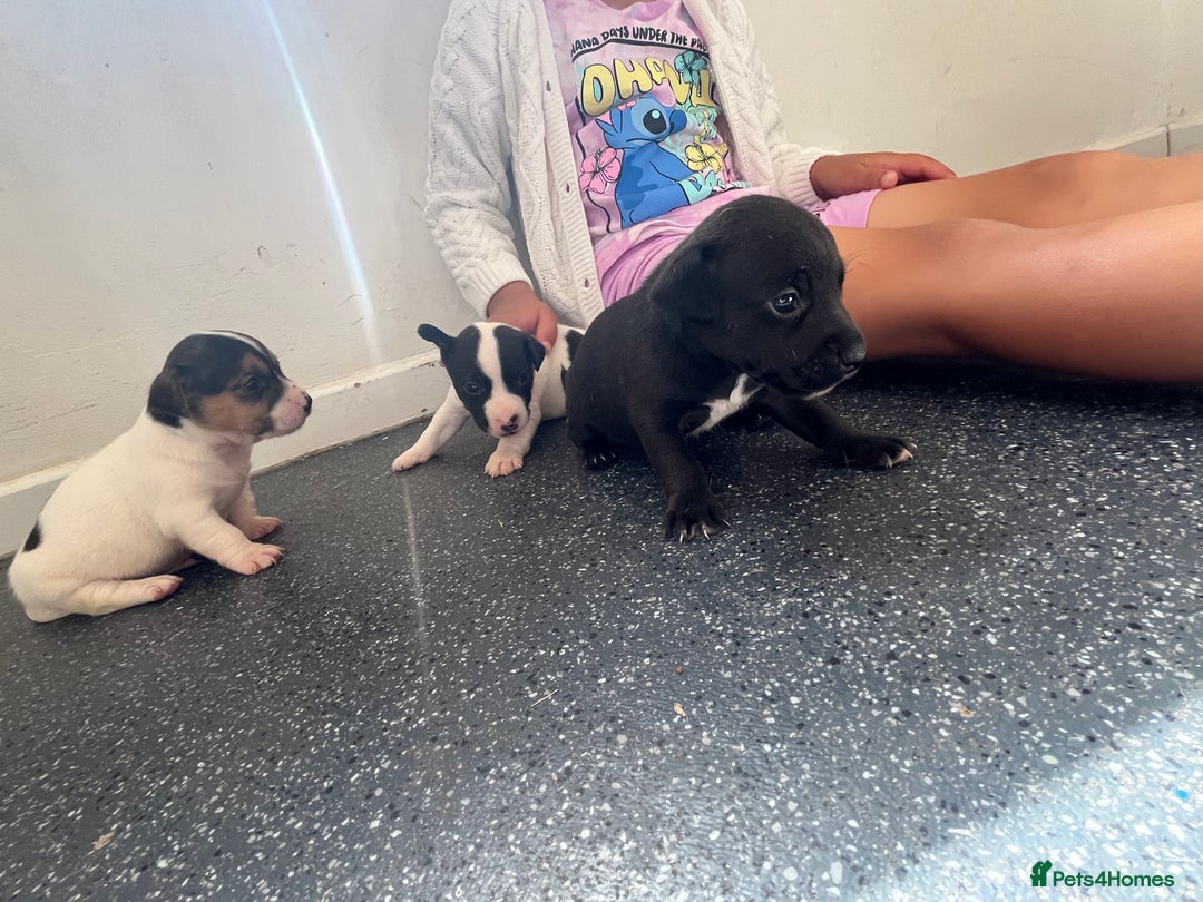 Jack Russell dogs for sale: 2 puppies for sales - Image 7