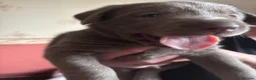 Labrador Retriever dogs for sale: Gorgeous Silver Labrador Puppies For Sale! - Advert 3