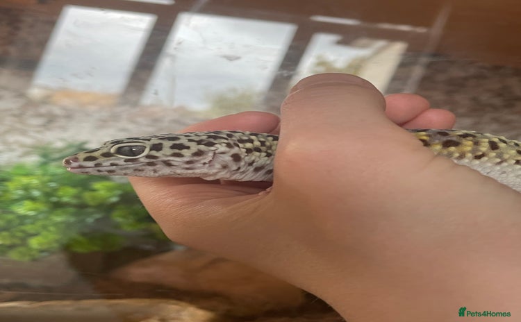 Leopard Gecko reptiles - Advert 2