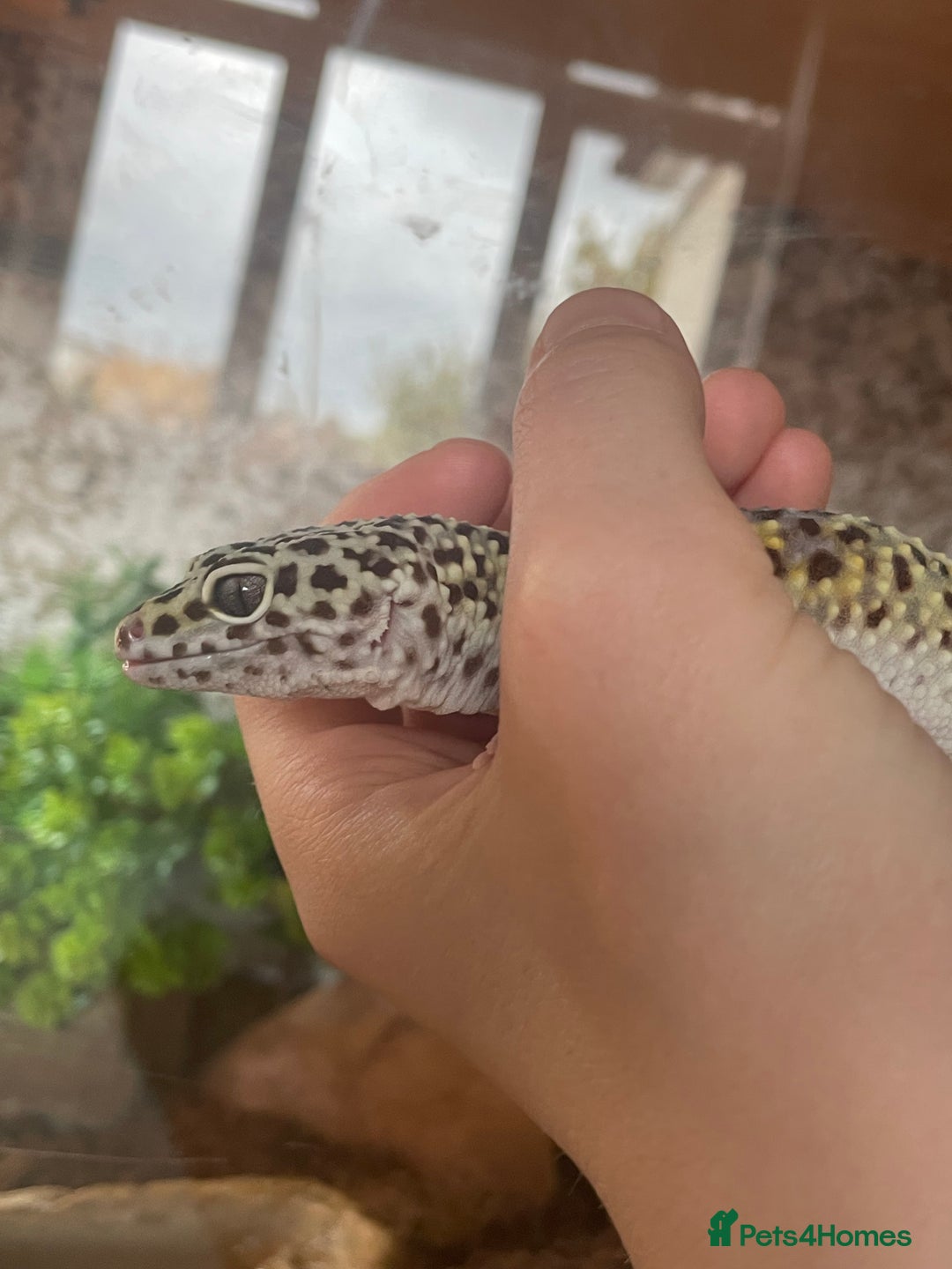 Leopard Gecko reptiles for sale: Leopard gecko - Image 1