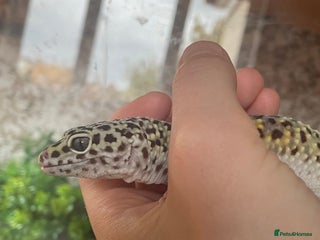 Leopard Gecko reptiles - Advert 27