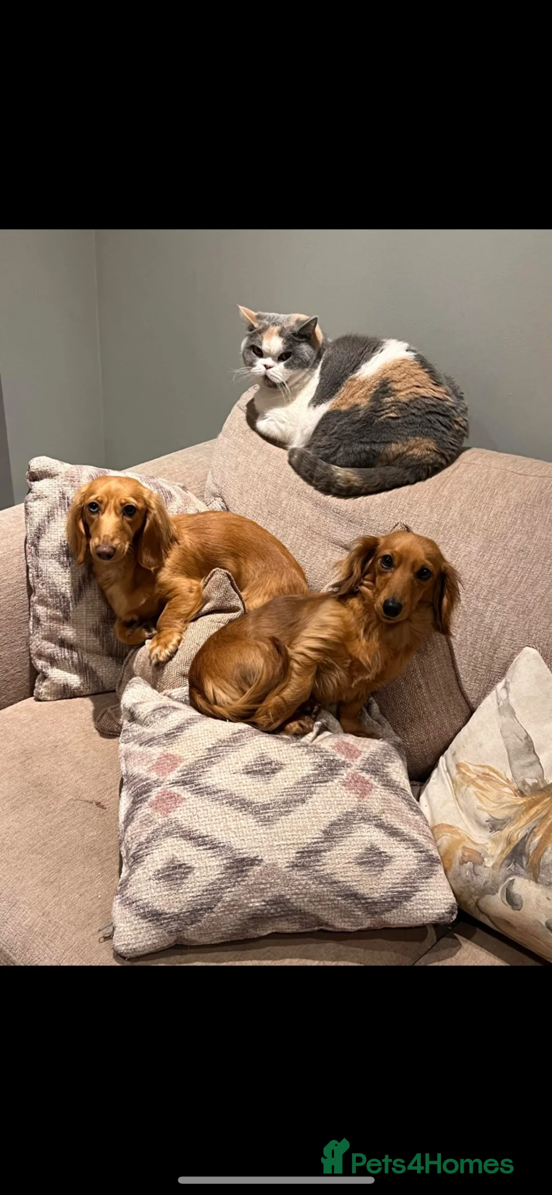 Miniature Dachshund dogs for sale: Mini dachshund looking for new home  - Advert 3