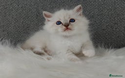 Ragdoll cats for sale: Best Ragdoll Kittens Regional Winner - Image 7