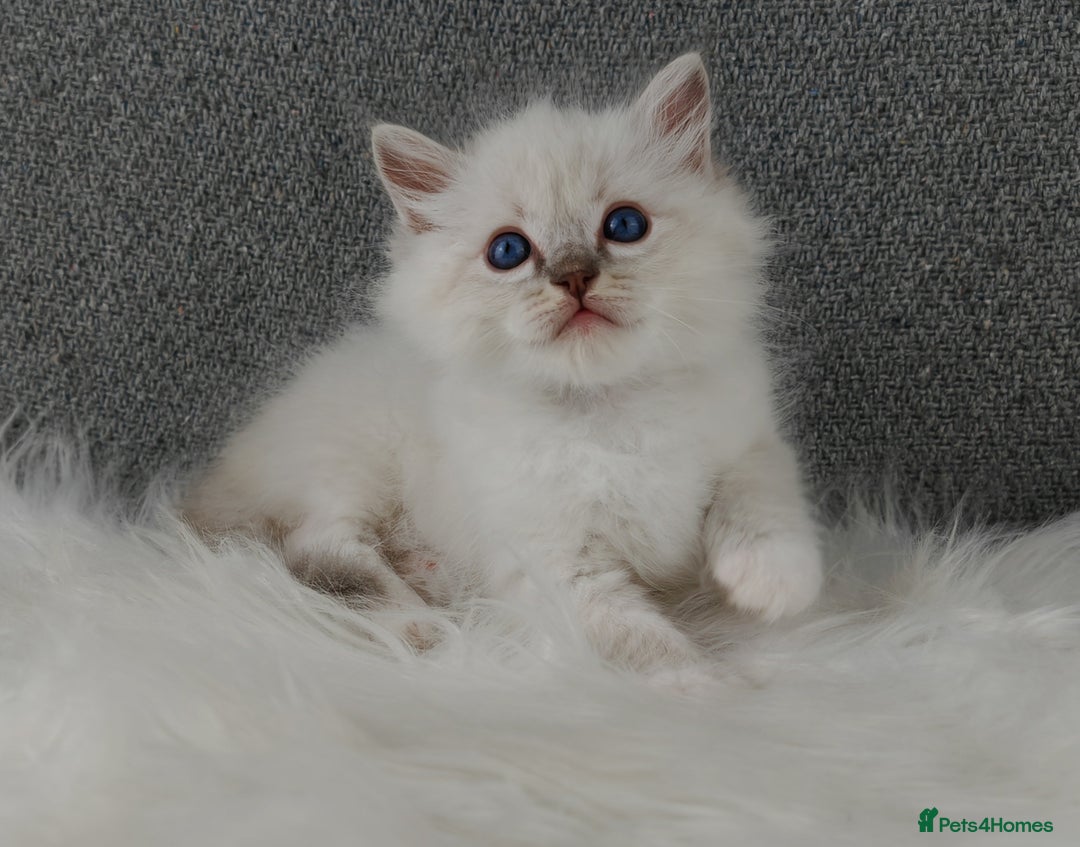 Ragdoll cats for sale: Best Ragdoll Kittens Regional Winner - Image 7
