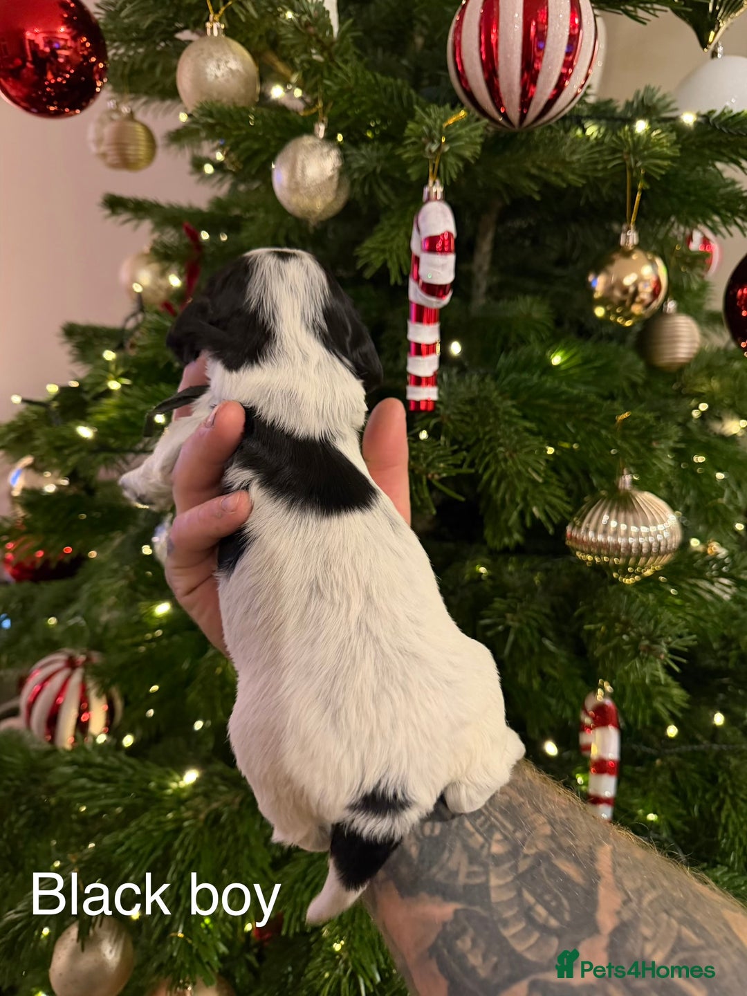 Cocker Spaniel dogs for sale: KC registered show type cocker spaniel  - Advert 17