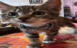 Mixed Breed cats for sale: Few lovely kittens ready for new lovely homes ! - Image 11