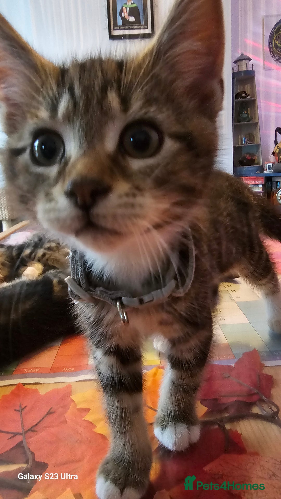 Mixed Breed cats for sale: Few lovely kittens ready for new lovely homes ! - Image 11