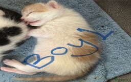 Mixed Breed cats for sale: Three beautiful kittens 2 boys 1 girl  - Image 2