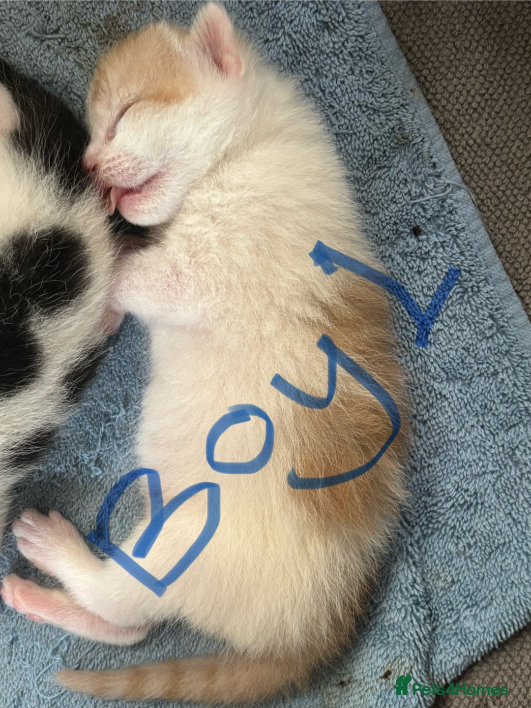 Mixed Breed cats for sale: Three beautiful kittens 2 boys 1 girl  - Image 2