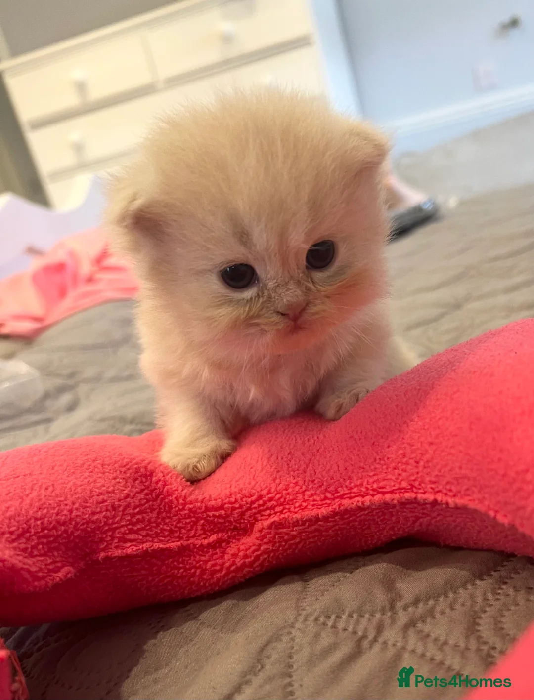 Persian cats for sale: *Last 2* Gorgeous litter of Persians  - Advert 12
