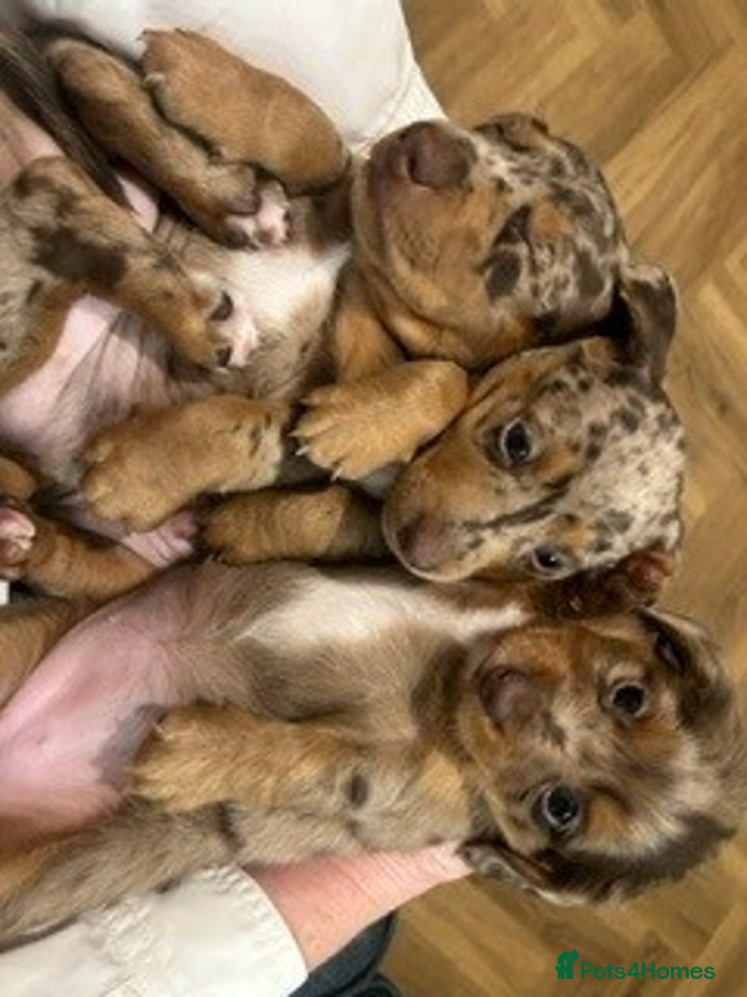 Dachshund dogs for sale: Dachshund Puppies - Advert 6