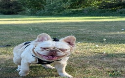 French Bulldog dogs for stud: New shade Rojo & Tan Wrapped in Cream - Image 5