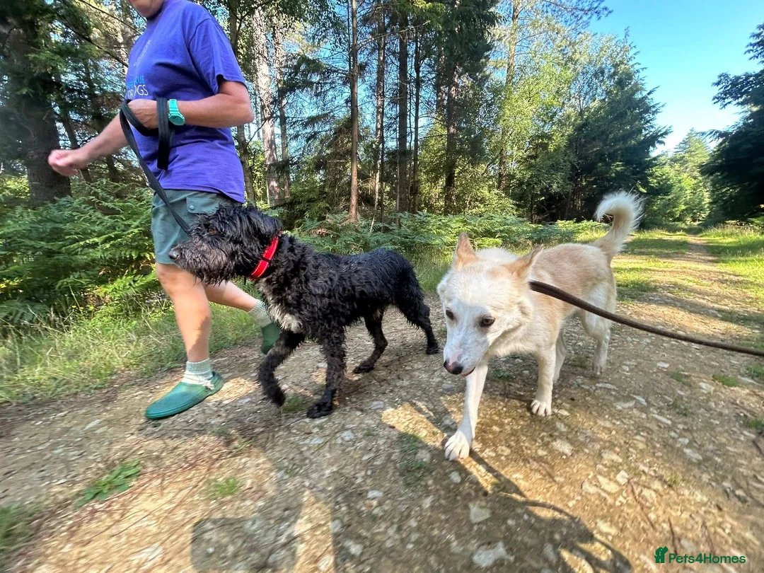 Mixed Breed dogs for adoption: Song - Norwich Norfolk  - Advert 29