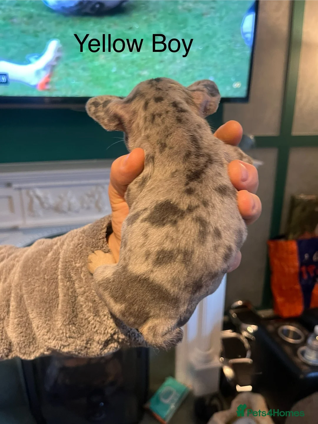 French Bulldog dogs for sale: DWKC Registered French Bulldog puppies for sale - Advert 14