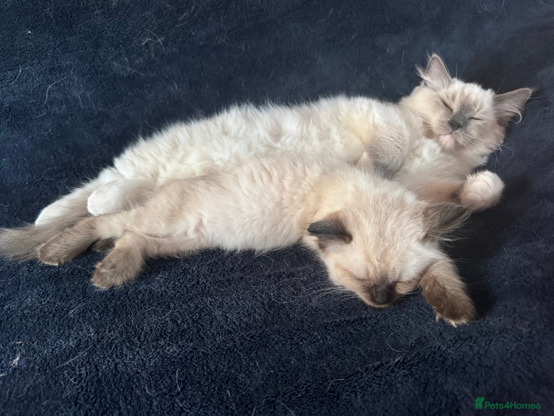 Ragdoll cats for sale: Gorgeous blue point  - Image 3