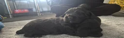 Sprocker dogs for sale: Sprocker puppies in Redruth - Advert 6