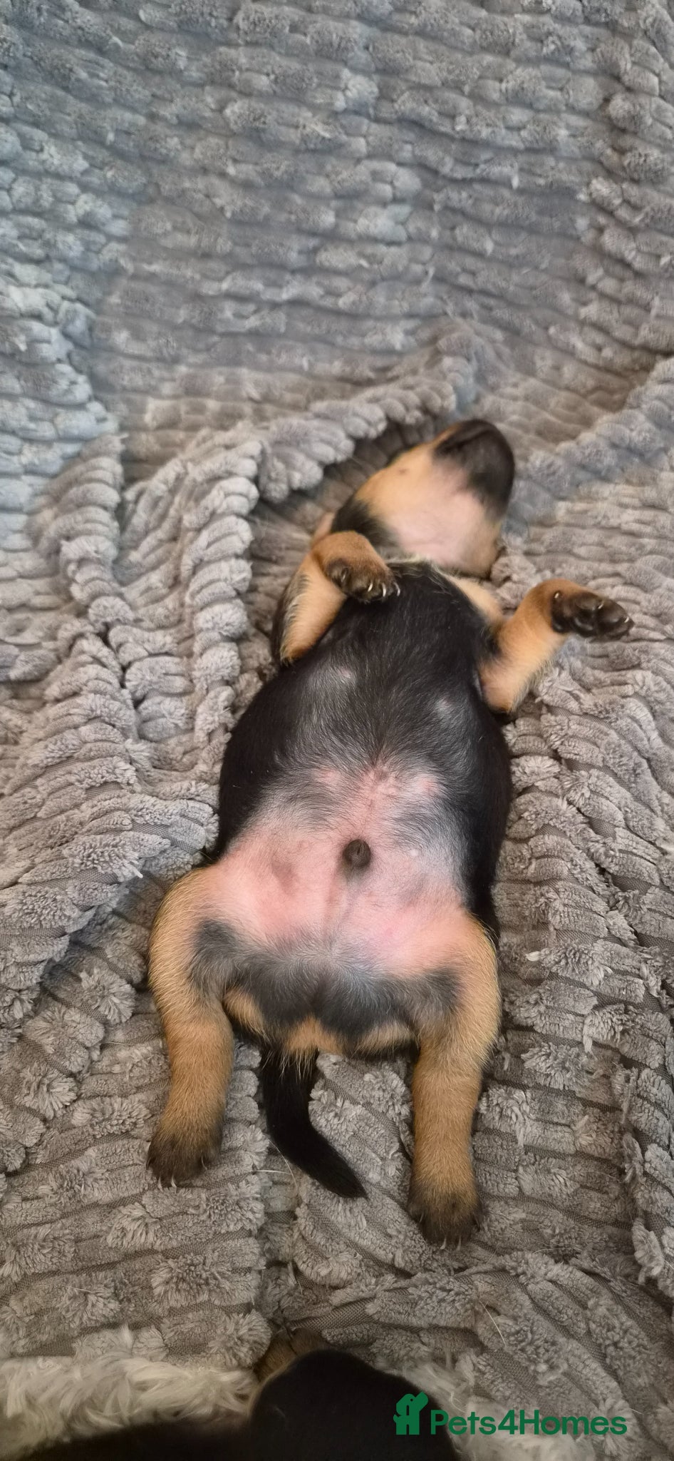 Mixed Breed dogs Jackpins - Advert 2