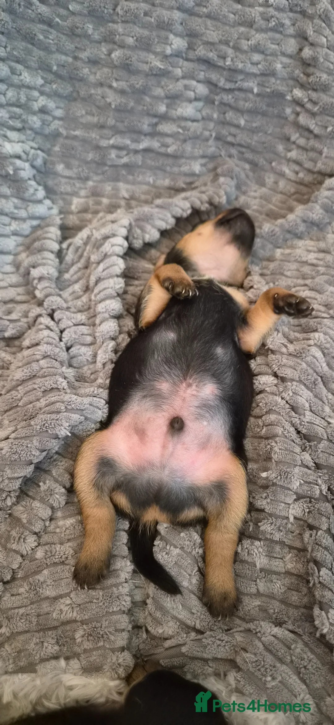 Mixed Breed dogs for sale: Jackpins in Manchester - Advert 2