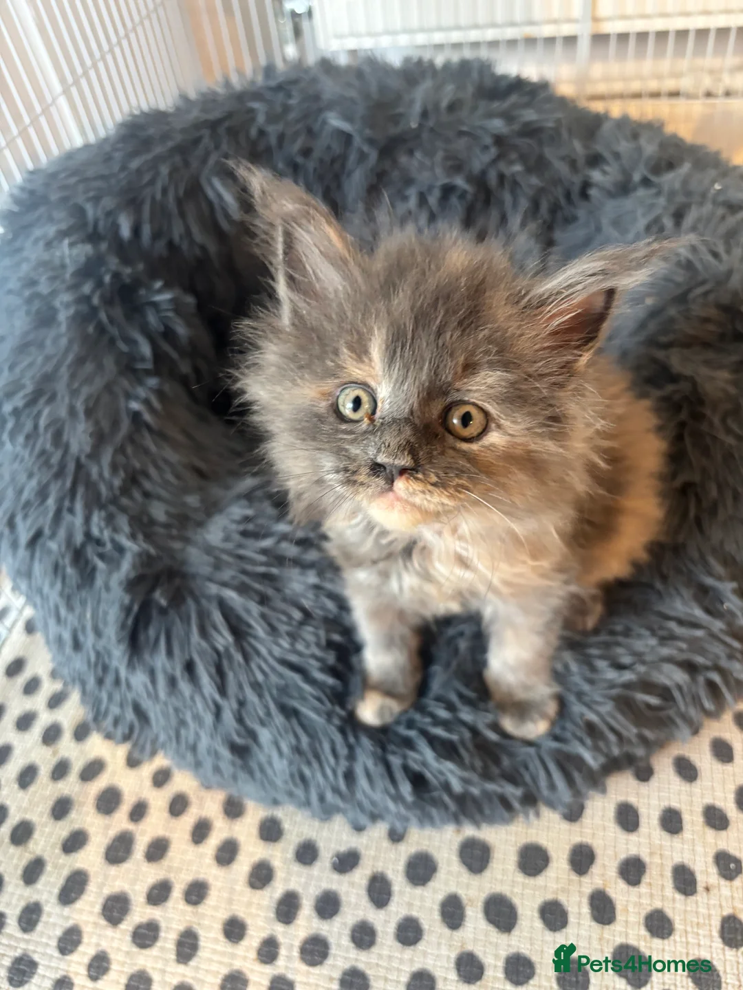 Maine Coon cats for sale: Maine Coon Kittens  - Advert 11