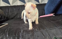 Mixed Breed dogs for sale: Adorable F1b Bullhuahua puppies - Image 13
