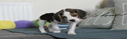 Beagle dogs for sale: Beautiful beagle puppies  - Advert 21