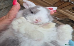 English Lop rabbits for sale: Beautiful dark grey split lop buck and liac doe - Image 9