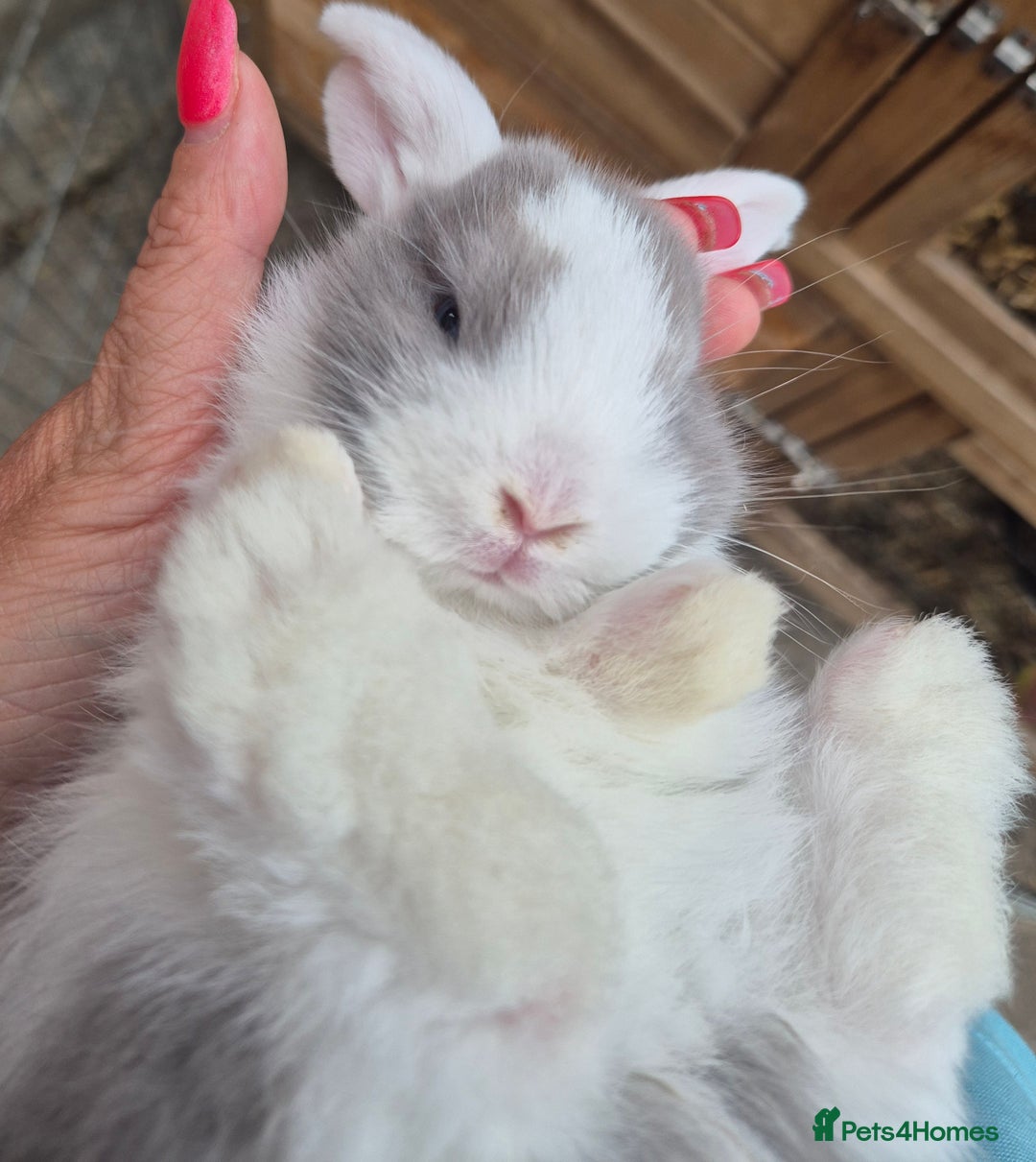 English Lop rabbits for sale: Beautiful dark grey split lop buck and liac doe - Image 9
